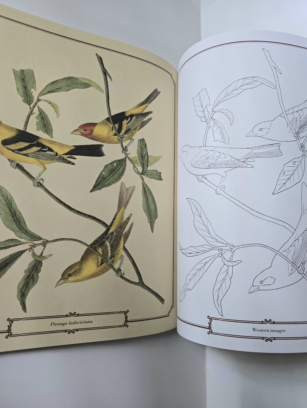 The Beautiful Nature Adult Vintage Coloring Book - Picture 9 of 15